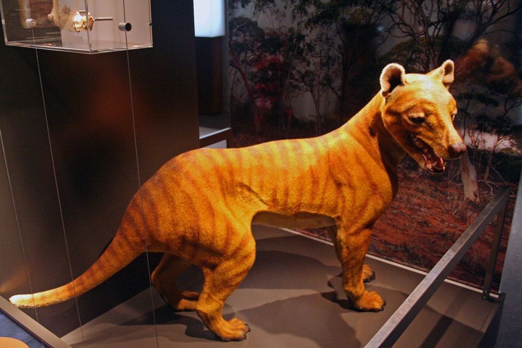 Tasmanian Tiger (believed extinct)